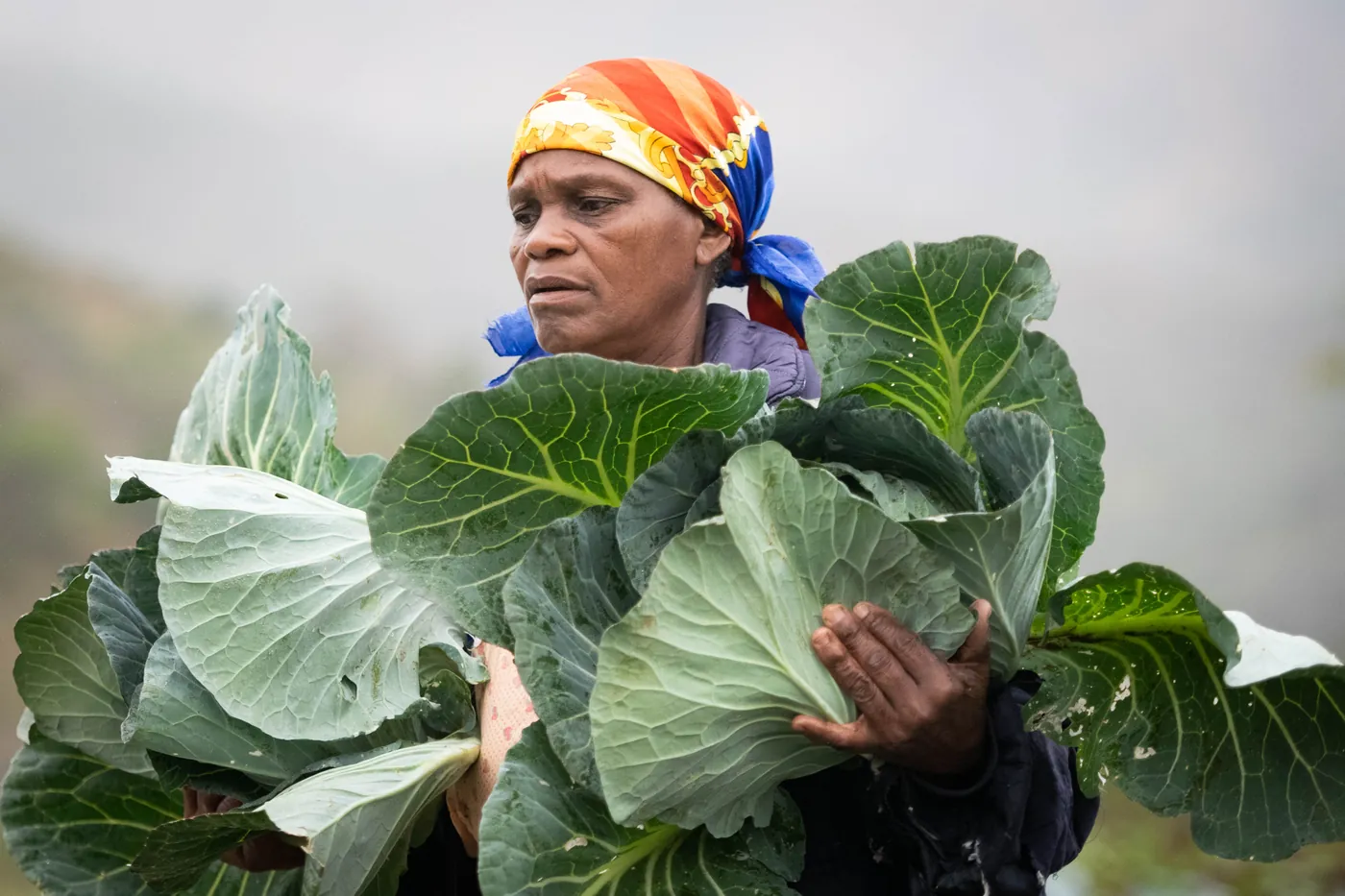 A Thanda farmer carrying an armful of cabbages from the garden