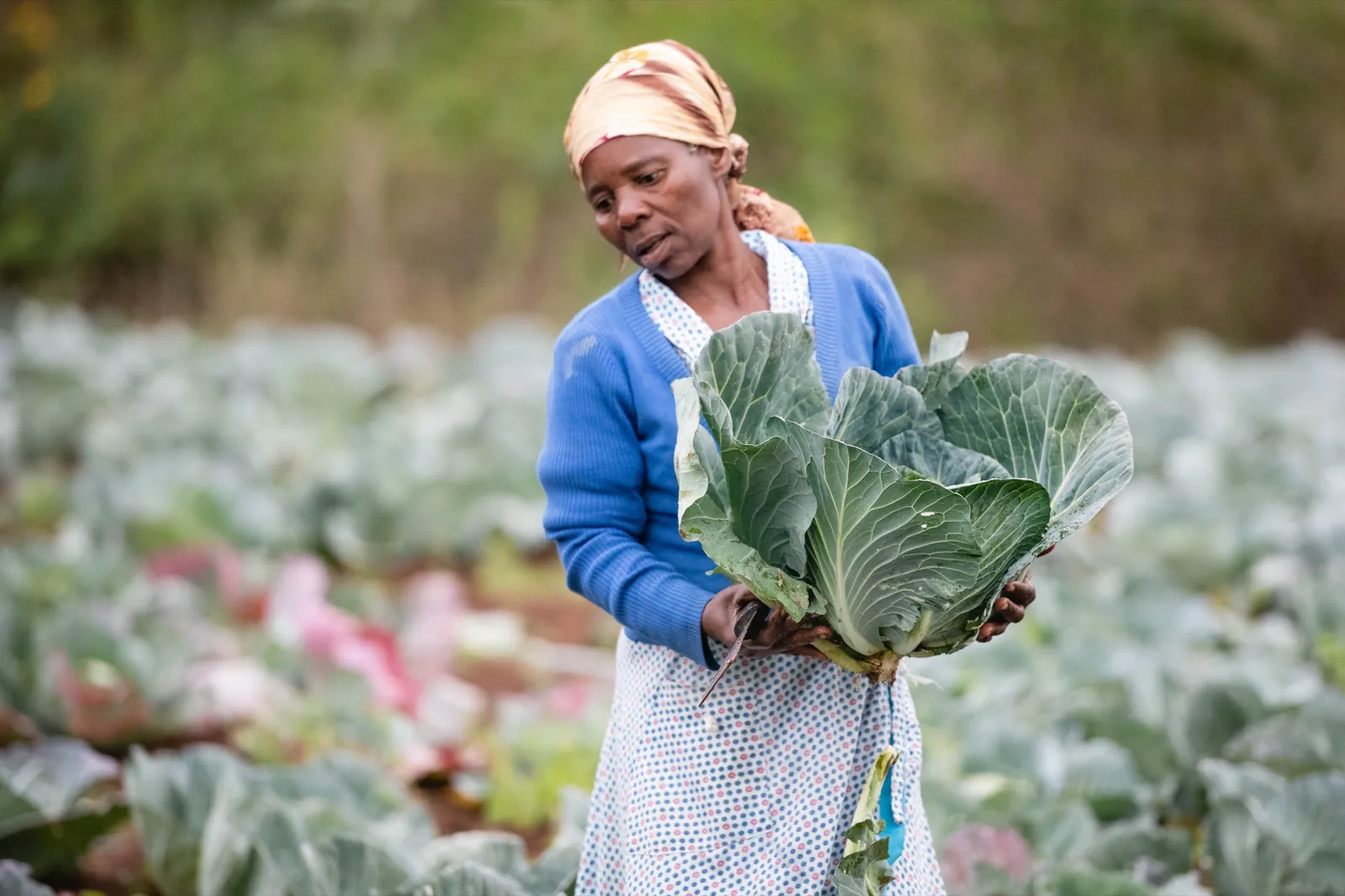 A farmer carrying a cabbage through a Thanda community field, KwaZulu-Natal